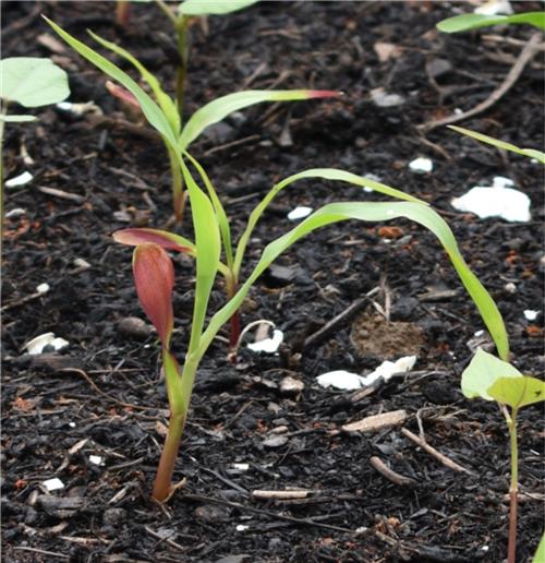Week 5 Corn 